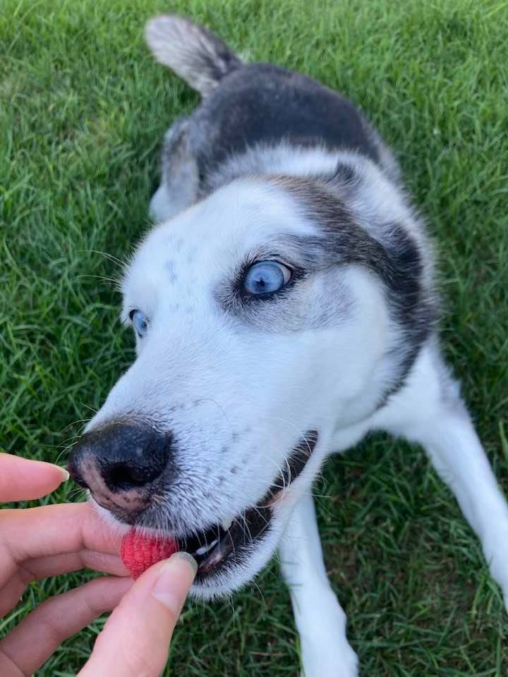 Husky with striking blue eyes looking up at camera while being offered a strawberry, sitting on green grass
