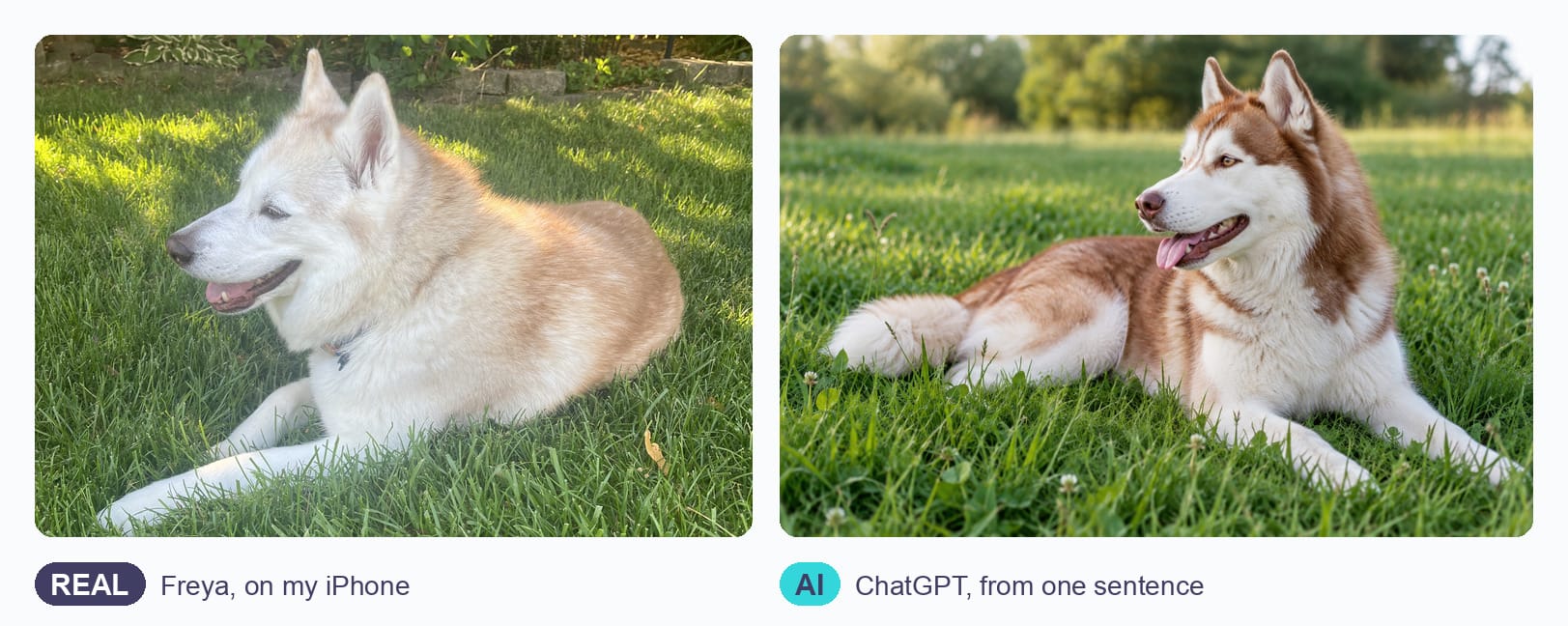 Real iPhone photo of Freya, a white and red husky on a lawn, beside a ChatGPT-made husky in a field