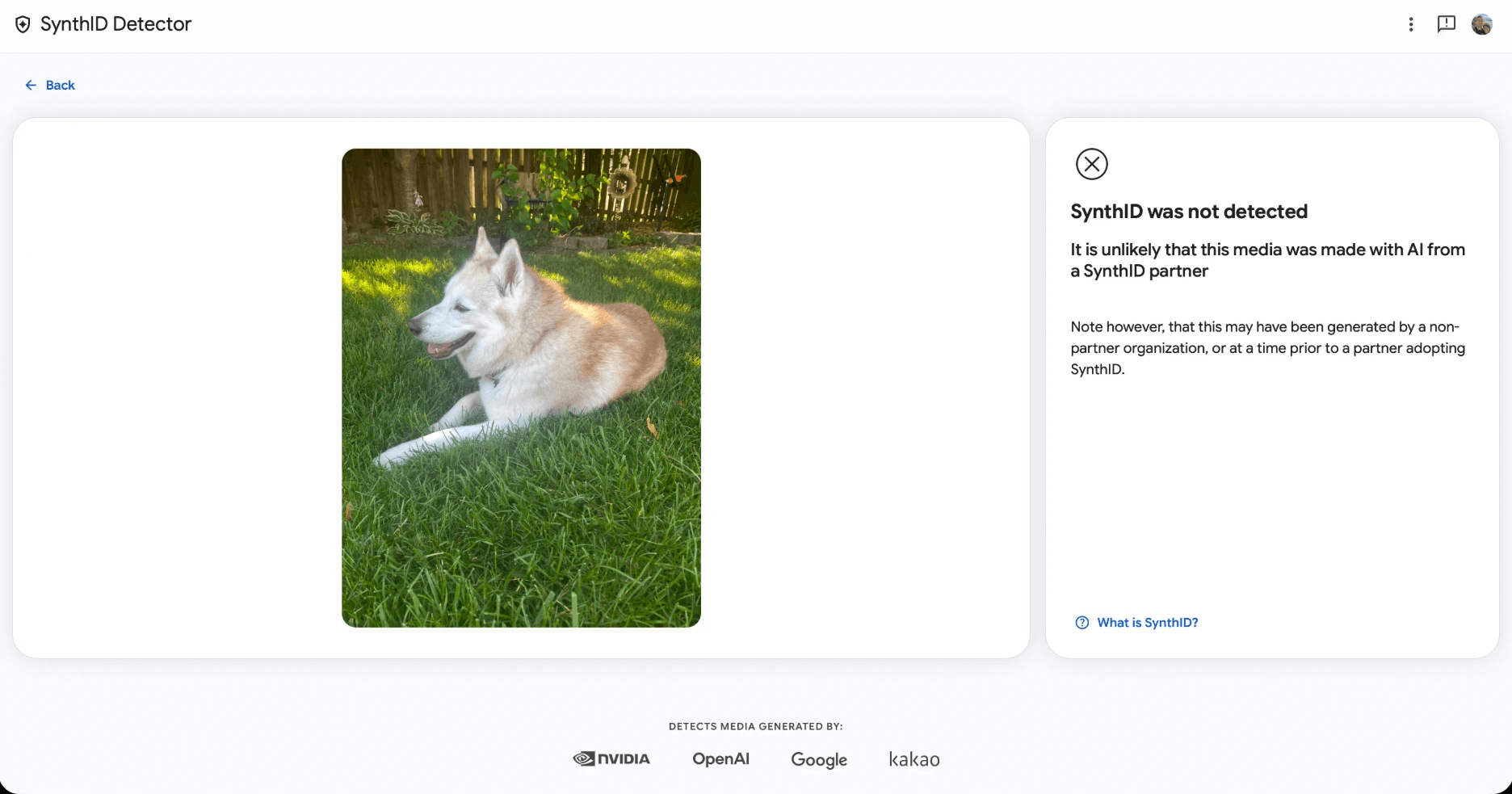 SynthID Detector result for the real photo of Freya: SynthID was not detected